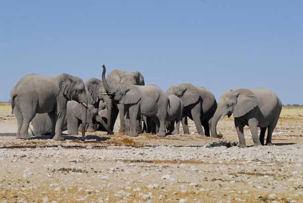 Seit jeher verzaubert der Etosha-Nationalpark in Namibia seine Besucher. Mit 22275 Quadratkilometern ist er nicht nur eines der größten Wildschutzgebiete Afrikas, sondern auch eines der artenreichsten. Eine Safari bei Tag ist hier ein großartiges Erlebnis.