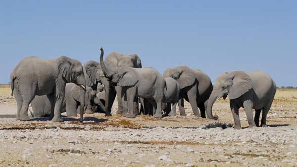 Seit jeher verzaubert der Etosha-Nationalpark in Namibia seine Besucher. Mit 22275 Quadratkilometern ist er nicht nur eines der größten Wildschutzgebiete Afrikas, sondern auch eines der artenreichsten. Eine Safari bei Tag ist hier ein großartiges Erlebnis.