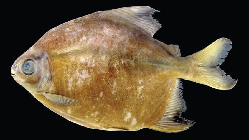 Der Piranha "Tometes camunani".