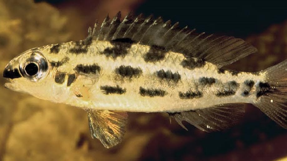 Dieser Fisch trägt den Namen "Dicrossus warzeli".