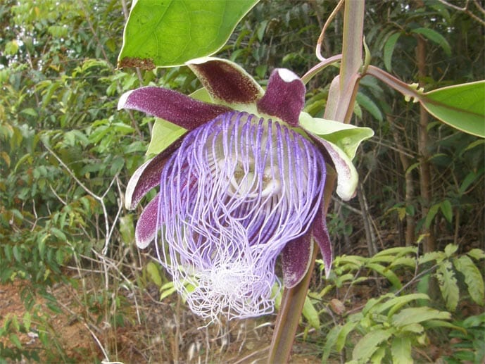 Eine der 258 Pflanzen ist die "Passiflora longifilamentosa".
