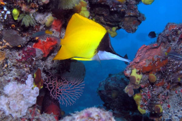 Fisch am Great Barrier Reef in Australien.