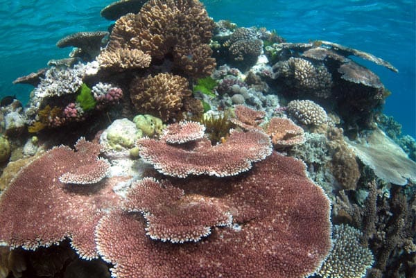 Korallen am Great Barrier Reef in Australien.
