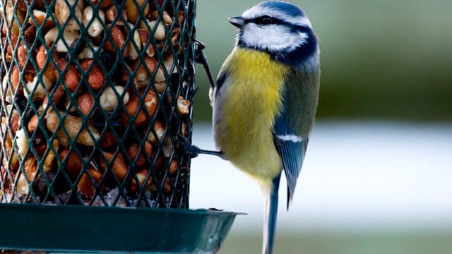 Das Futter sollte für die Vögel gut erreichbar sein. Das Futter sollte für die Vögel gut erreichbar sein.