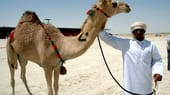 In der Kultur der arabischen Halbinsel haben die als Wüstenschiffe bezeichneten Tiere einen herausragenden Platz. In den Emiraten werden Kamelrennen abgehalten, Schönheitswettbewerbe der Höckertiere und Kochturniere um die beste Kamel-Küche. "Je jünger das Kamel ist, umso zarter sein Fleisch", sagt er.