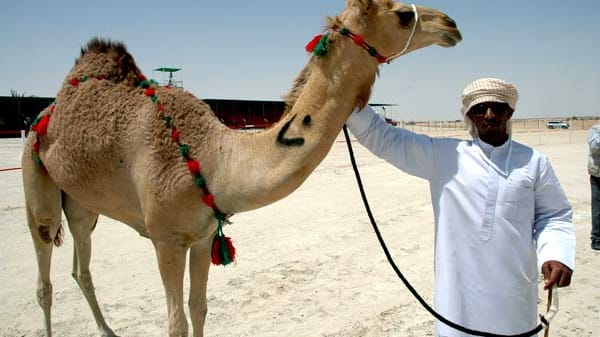 In der Kultur der arabischen Halbinsel haben die als Wüstenschiffe bezeichneten Tiere einen herausragenden Platz. In den Emiraten werden Kamelrennen abgehalten, Schönheitswettbewerbe der Höckertiere und Kochturniere um die beste Kamel-Küche. "Je jünger das Kamel ist, umso zarter sein Fleisch", sagt er.