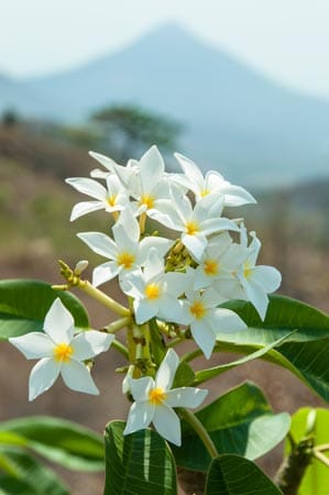 Symbole Nicaraguas: Vulkane und die Blüte der Frangipani.