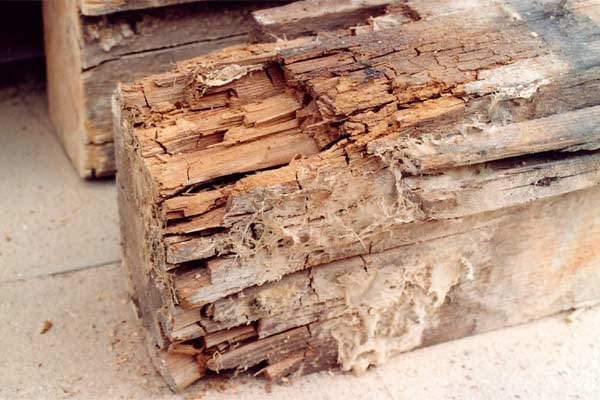 Einen Hausschwamm-Befall erkennt man an den würfelartigen Holzschäden