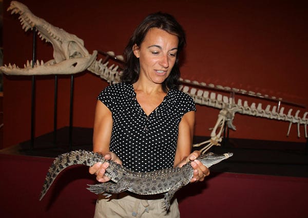 Die australischen Baby-Krokodile können Touristen sogar in die Hand nehmen. Dabei wirken die Echsen fast schon niedlich.