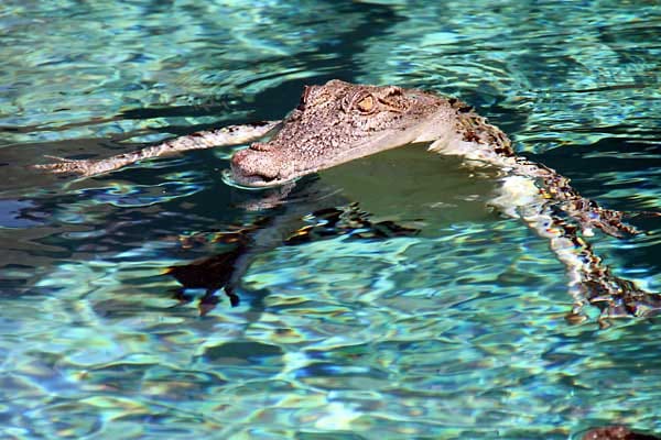 Rund 80.000 Krokodile tummeln sich sehr zum Verdruss der Einheimischen und der Touristen in den Gewässern des Northern Territory in Australien. Da die Tiere nicht nur in Flüssen und Seen leben, sondern sich auch bis zu drei Wochen am Stück im Meerwasser aufhalten können, ist Baden in und um Darwin faktisch nicht möglich - es sei denn, man möchte sein Leben leichtfertig aufs Spiel setzen.