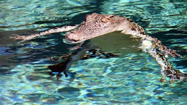 Rund 80.000 Krokodile tummeln sich sehr zum Verdruss der Einheimischen und der Touristen in den Gewässern des Northern Territory in Australien. Da die Tiere nicht nur in Flüssen und Seen leben, sondern sich auch bis zu drei Wochen am Stück im Meerwasser aufhalten können, ist Baden in und um Darwin faktisch nicht möglich - es sei denn, man möchte sein Leben leichtfertig aufs Spiel setzen.