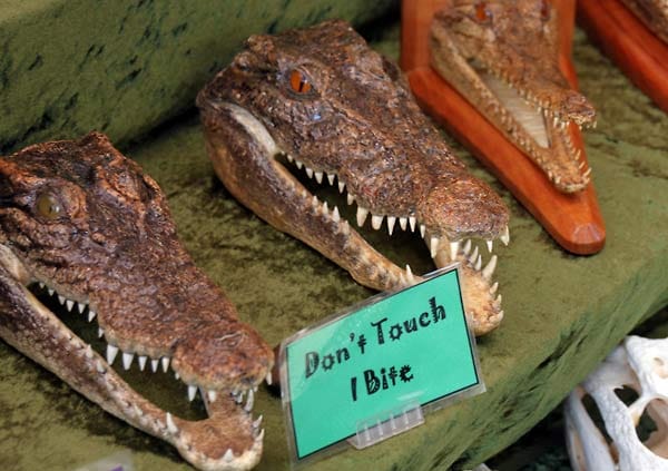 Rodwell verkauft Einzelteile seiner Beute auf dem "Mindil Beach Sunset Market" in Darwin, um seine Krokodilprodukte an den Mann zu bringen.