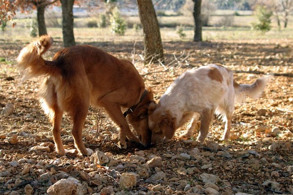 Trüffel wird aufwändig Aufgespürt von sogenannten Trüffelhunden, die diese nicht essen, sondern darauf abgerichtet wurden.