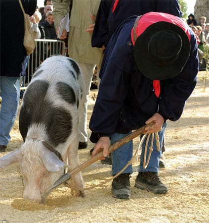 Neben einem Trüffelmarkt gibt es auch einen Wettbewerb, bei dem Trüffelhunde nach dem "schwarzen Gold" suchen, aber auch den Trüffelschweinen kann man bei ihrer Arbeit zusehen.