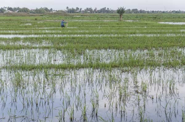 Flussdelta und Reisplantage in Vietnam.