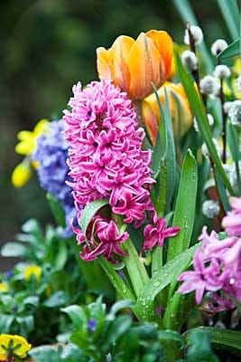 Hyazinthen sind klassische Frühlingsblumen.