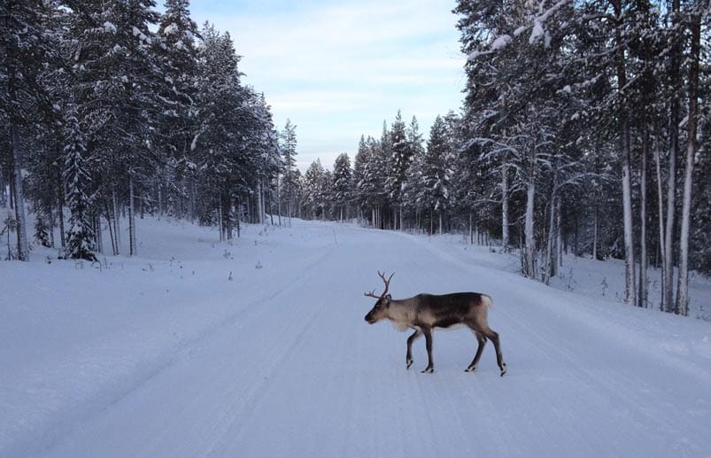 Eine Szene, die in Lappland häufiger vorkommt: Ein Rentier versperrt die Straße. Etwa 180.000 Rentiere gibt es hier - genauso viele wie Menschen.