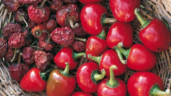 Länder wie Indien oder Mexiko schwören schon seit jeher auf die Schärfe der Chili, die scharfe Verwandte der Gemüsepaprika. Zurecht, denn die feurige Schote ist entzündungshemmend, schmerzlindernd, immunstärkend und appetitzügelnd.