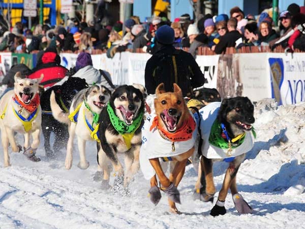 "The Last Great Race", wie das Rennen auch genannt wird, führt die Musher und rund 1000 Schlittenhunde 1860 Kilometer vom Start in Anchorage durch die unberührte, in Eis erstarrte Wildnis Alaskas bis nach Nome am Beringmeer.