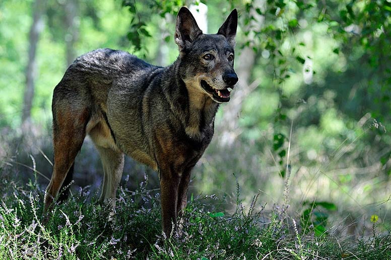 Szene aus "Polizeiruf 110: Wolfsland".