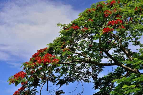 Mauritius: Flamboyant-Baum.