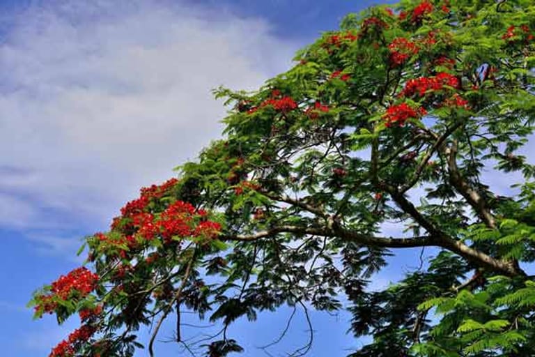 Mauritius: Flamboyant-Baum.