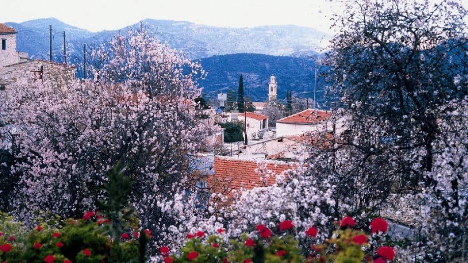 Auf Zypern lässt sich die Mandelblüte ab Februar erleben - am schönsten in den Ausläufern des Troodosgebirges wie dem kleinen Dorf Lofou.