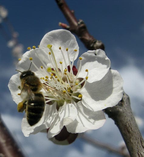 Aprikosenblüte: Ende Februar auf Mallorca bis April in der Türkei, am schönsten um die Stadt Malatya. Etwas später in der Wachau (Österreich) und in der ungarischen Tiefebene
