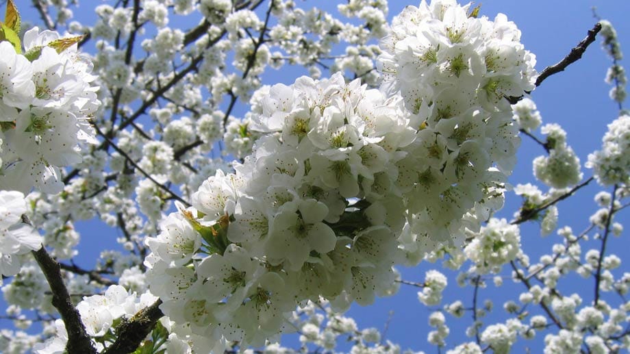 Birnbaumblüte: Ab Ende März, berühmt in der Normandie um die Stadt Domfront