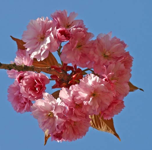 Pfirsichblüte: Mitte April bis Anfang Mai, am schönsten in Oberitalien, auf Sizilien und in Ungarn am Plattensee
