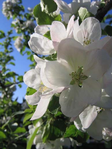 Apfelblüte: Mitte April bis 10. Mai, am schönsten in Südtirol um Lana und in der Südsteiermark.