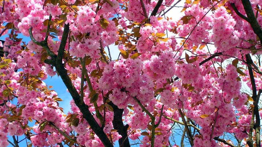 Kirschblüte: Ende April, wunderbar im Tessin, auch in Oberfranken und um Würzburg, am schönsten im spanischen Jertetal in Portugal am Douro