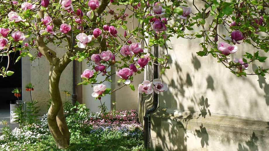 Magnolienblüte: Ende April bis Juni, am schönsten an der Cote d'Azur und an der italienischen Riviera.