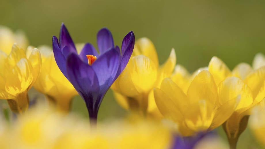 Krokusse blühen in unterschiedlichen Farben: Violett, weiß und gelb sind die häufigsten.