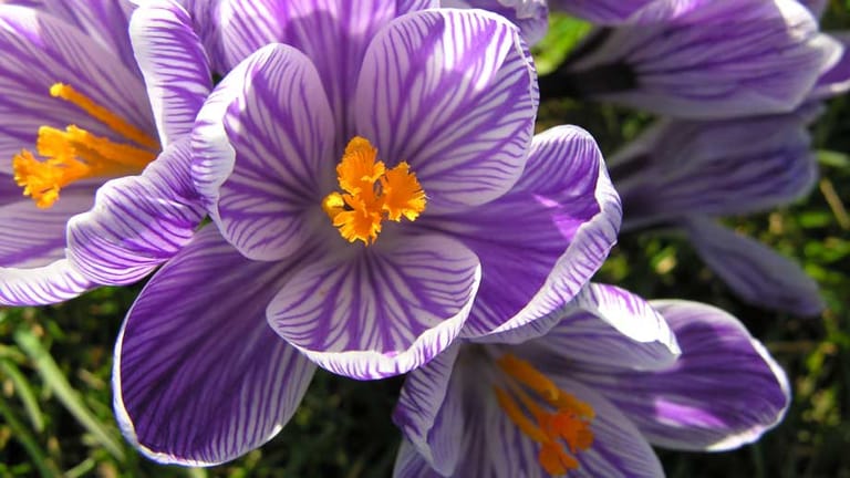 Die violett-weiß gestreiften Blüten der Krokus-Sorte 'Pickwick' lassen die Blume exotisch erscheinen.