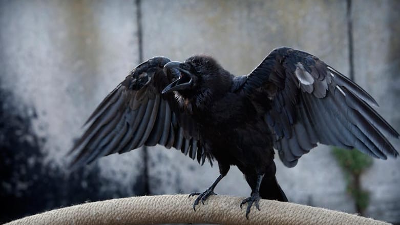 Szenenbilder aus dem "Tatort: Großer schwarzer Vogel".