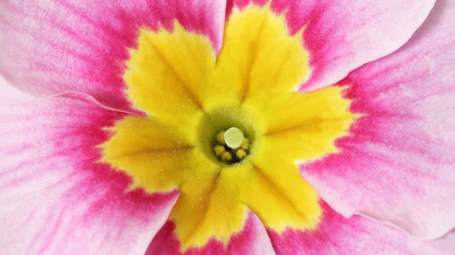 Primeln beeindrucken insbesondere durch die Farbintensität der Blüten.