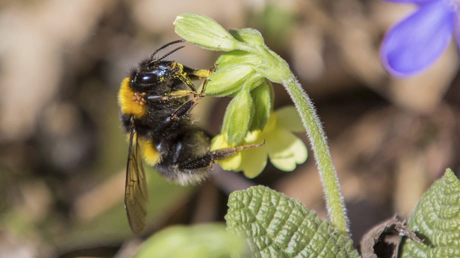 Primeln sind insektenfreundliche Pflanzen und geben Bienen und Hummeln genügend Futter.