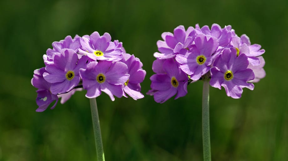 Die Clusius-Primel wächst in den nordöstlichen Alpen.