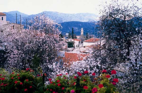 Zypern: Dorf Lofou während der Mandelblüte.