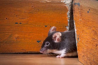 Mäuse im Haus bekämpfen: Befall erkennen