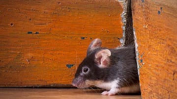 Mäuse im Haus bekämpfen: Befall erkennen