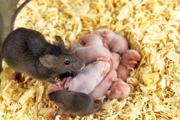 Mäuse im Haus bekämpfen: Vermehrung
