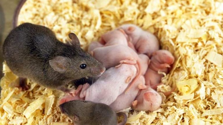 Mäuse im Haus bekämpfen: Vermehrung