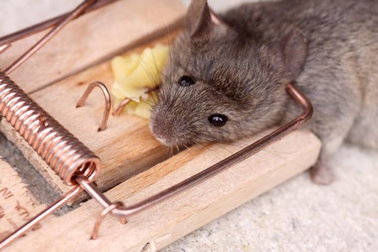 Mäuse im Haus bekämpfen: Schlagfallen