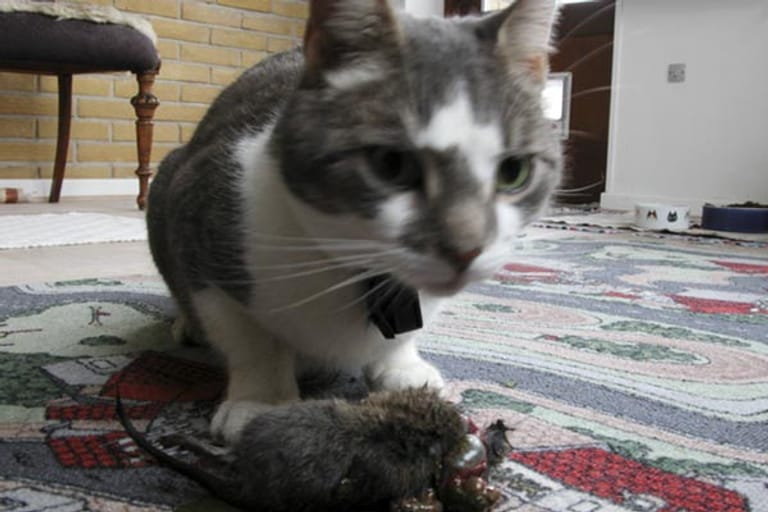 Mäuse im Haus bekämpfen: Katzen