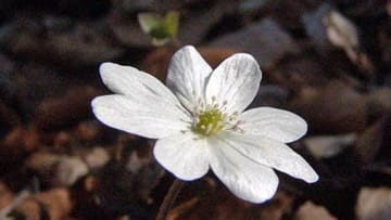Leberblümchen (Hepatica)