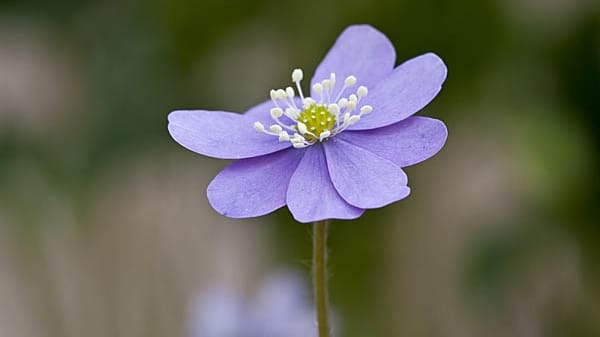 Pyrenäen-Leberblümchen (Hepatica nobilis var. pyrenaica)