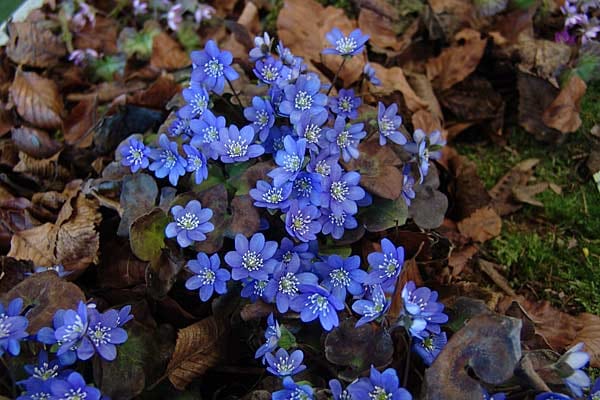 In der Natur gibt es kaum reinblaue Blüten.