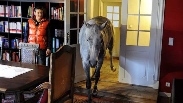 Wohnen mit einem Pferd im Haus: Nasar betritt das Wohnzimmer